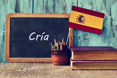 Spanish word of the day: 'Cría'