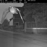 How a German ’racing pigeon’ went viral after speed camera snapshot
