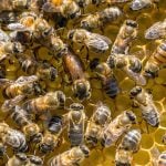 100,000 ‘peaceful’ bees exterminated by Danish town
