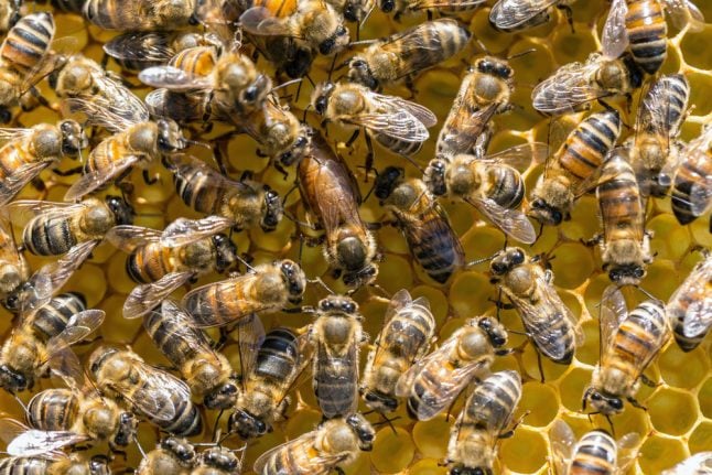 100,000 'peaceful' bees exterminated by Danish town