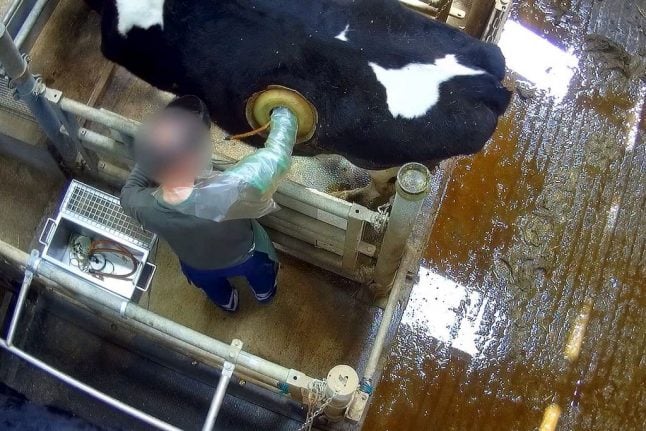 VIDEO: The shocking images of the French cows with surgical stomach ‘portholes’