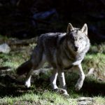 France’s ‘wolf brigade’ patrols Alps to protect flocks