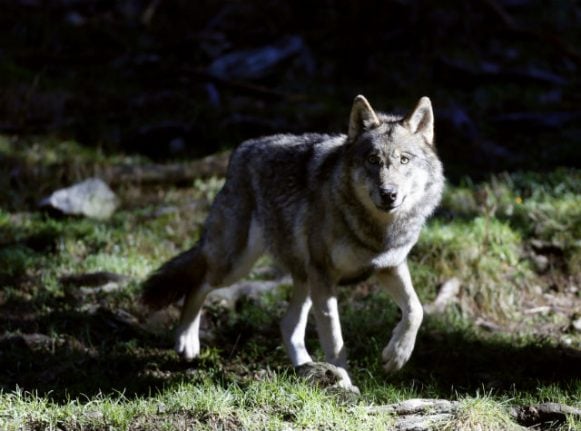 France’s ‘wolf brigade’ patrols Alps to protect flocks