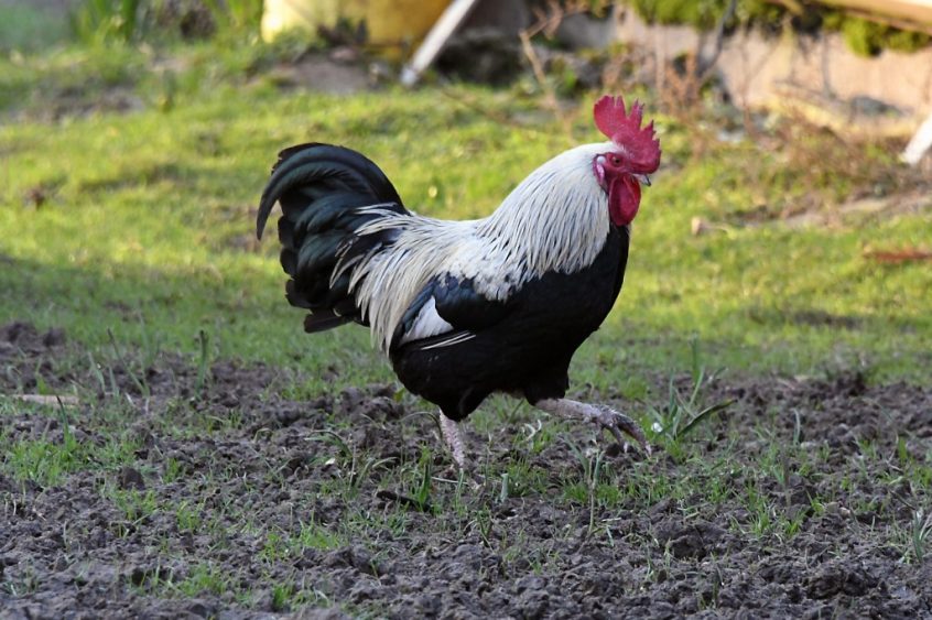 How a noisy cockerel exposed France’s rural and urban divide