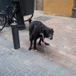 Spanish town hires pet detectives in latest battle against dog poo