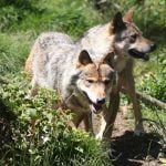 France to step up wolf culls as population surges and farmers fear for livelihoods