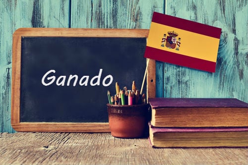 Spanish word of the day: 'Ganado'