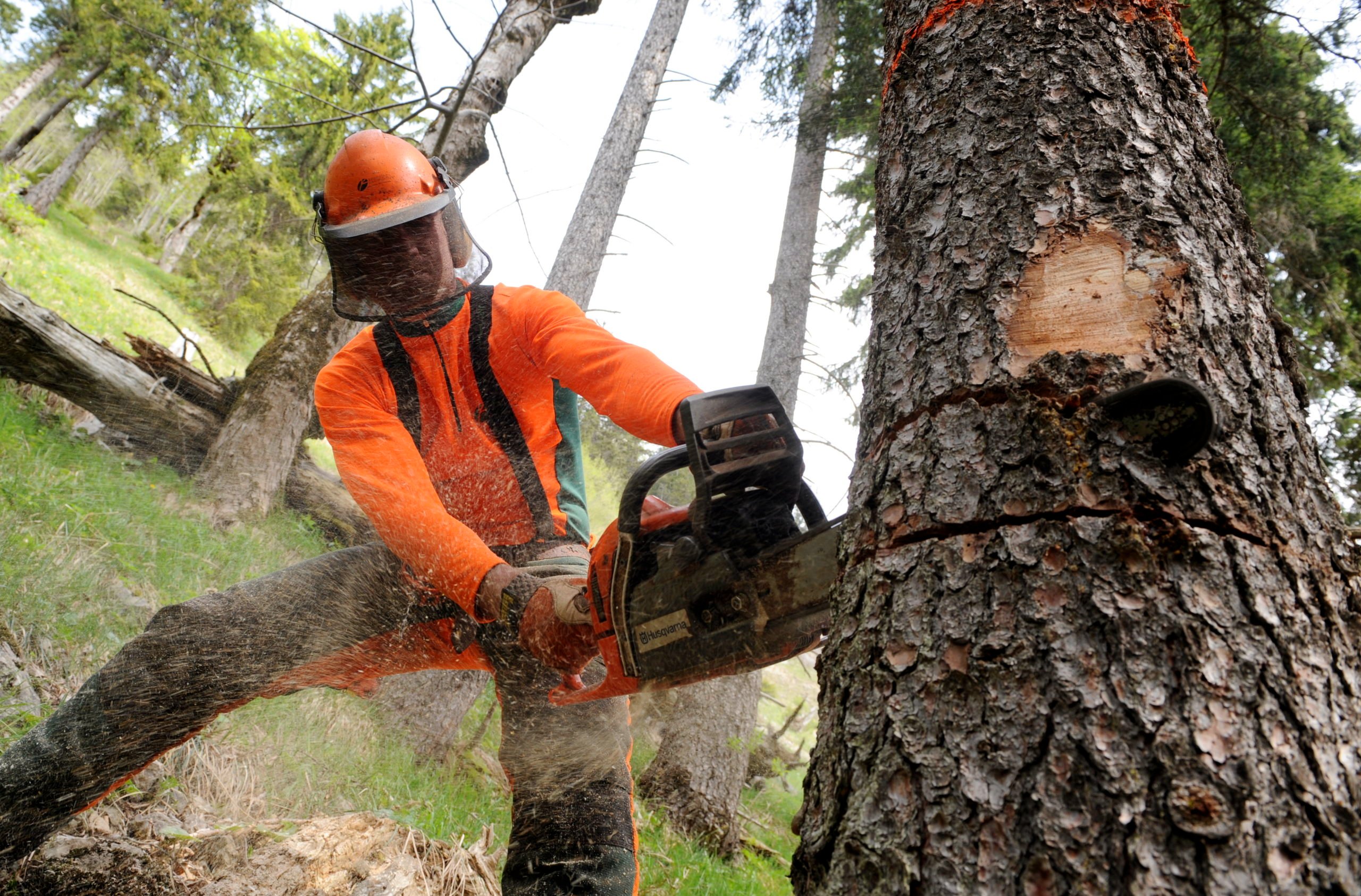 A man sawing a tree. 