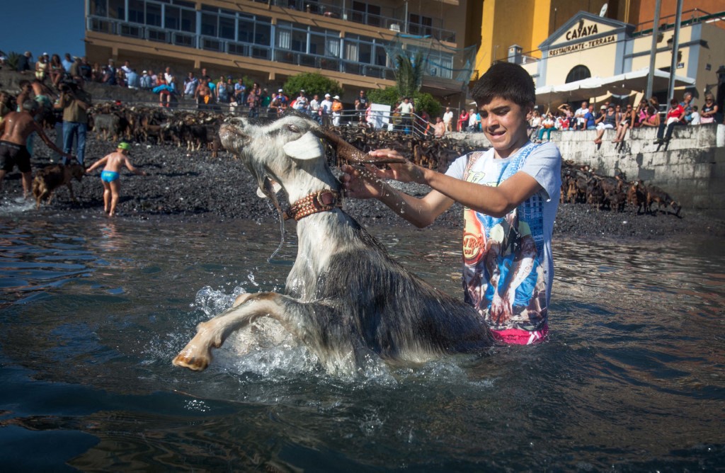 Goat bathed during San Juan celebrations in Puerto de la Cruz in Tenerife