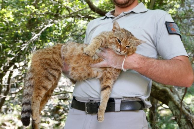 'Cat-fox' found on French island of Corsica may be a new species