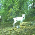 IN PICTURES: Curious animals check out wildlife cameras in Swedish forests