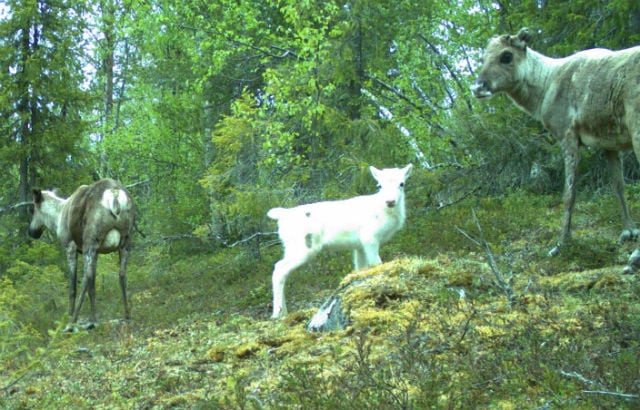 IN PICTURES: Curious animals check out wildlife cameras in Swedish forests