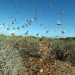 Hot weather brings plagues of insects to Sardinia and northern Italy