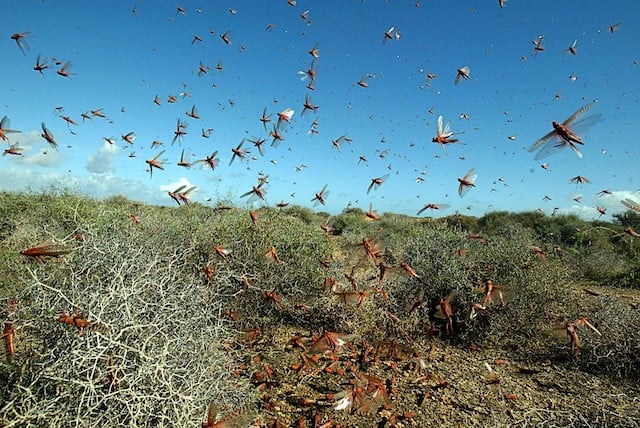 Hot weather brings plagues of insects to Sardinia and northern Italy