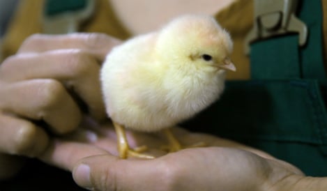 Germany allows slaughter of male chicks to continue