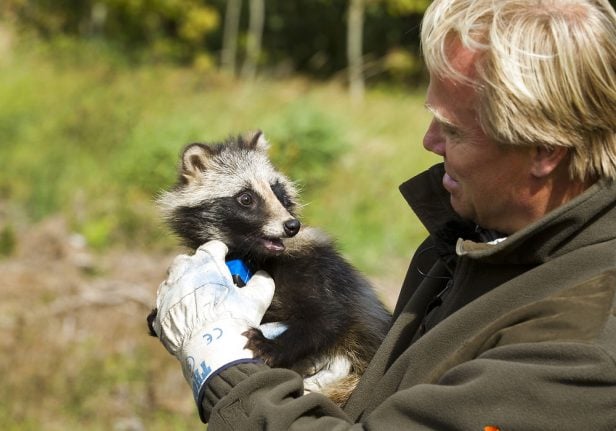 Danish authorities make cheesy attempt to catch raccoon dogs