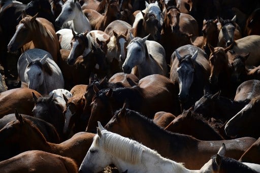 Spanish police arrest Dutchman wanted over Europe-wide horsemeat scandal