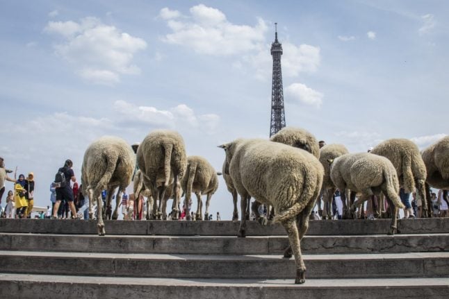 Flock to Paris: Sheep see the sites on tasting tour of French capital