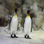 Zoo showcases ‘gay penguins’ for Munich Pride