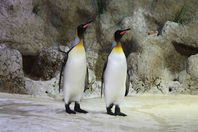 Zoo showcases 'gay penguins' for Munich Pride