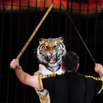 Tigers kill circus trainer in southern Italy