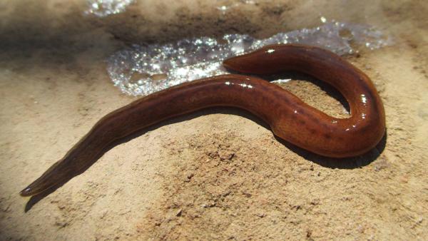 Obama worm: Flesh eating flatworm with hundreds of eyes poses new threat to Spanish wildlife