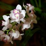 Austrian triathlete freed by kidnapper after complimenting orchids