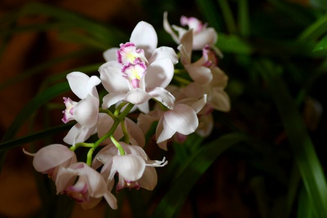 Austrian triathlete freed by kidnapper after complimenting orchids
