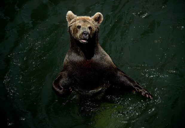 Italians cheer on wild bear's 'Great Escape' from electrified pen