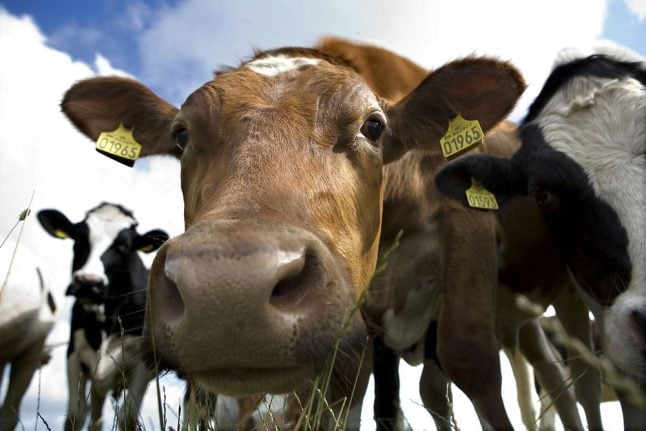Danish dairy giant to test carbon footprint of farmers