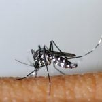 Zurich calls for help in fight against tiger mosquitoes