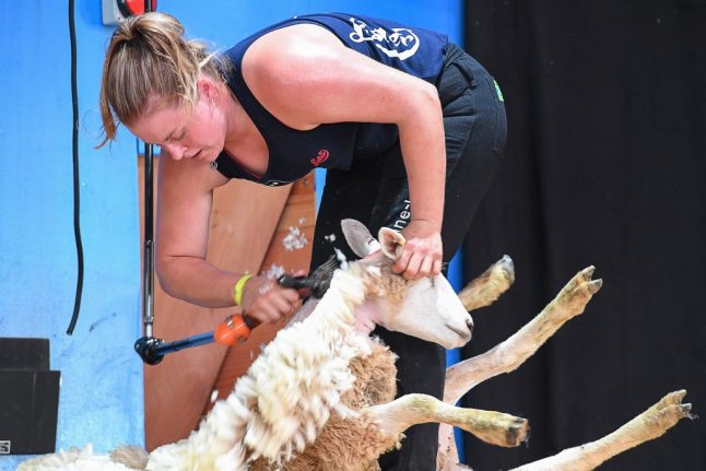 World sheep-shearing championship held on French soil for first time
