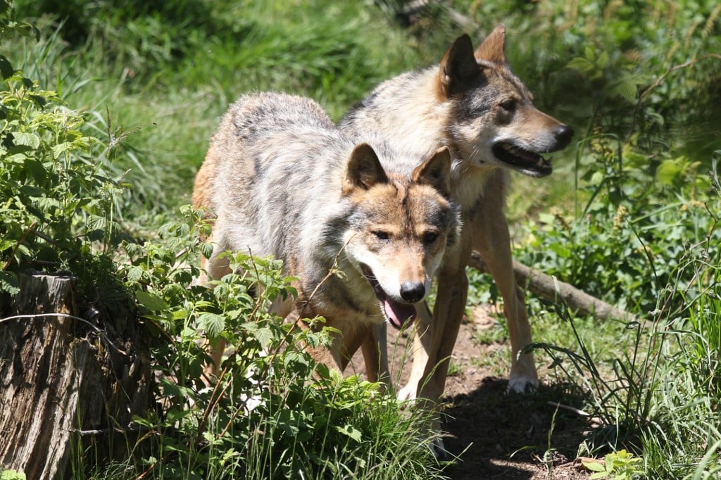 what happened to the wolf dog on heartland