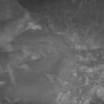 Camera traps uncover new wolf pack in Swiss canton of Valais