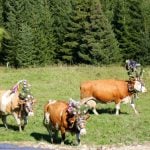 Austrian police stumped by spate of cowbell thefts