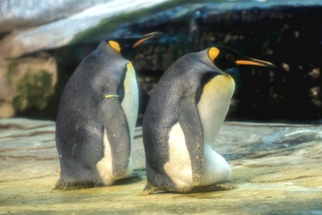 Gay penguins in Berlin adopt egg after trying to hatch stone