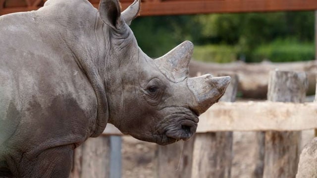 Copenhagen Zoo puts down white rhino 'for its own wellbeing'