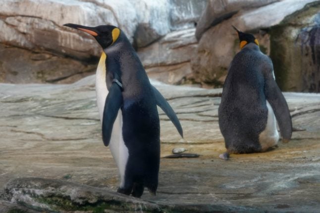 Photo of the Day: Meet the gay Berlin penguins who've adopted an egg