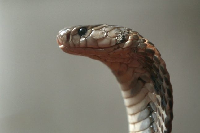 Escaped deadly cobra still on the loose in German town