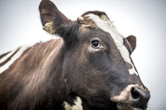 Danish police shoot 'aggressive' cow after escape from abattoir