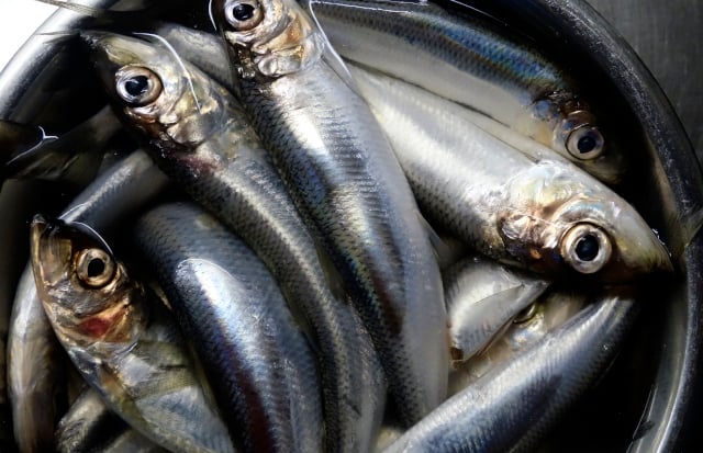 Truck dumps more than 5,000 litres of herring on Swedish road