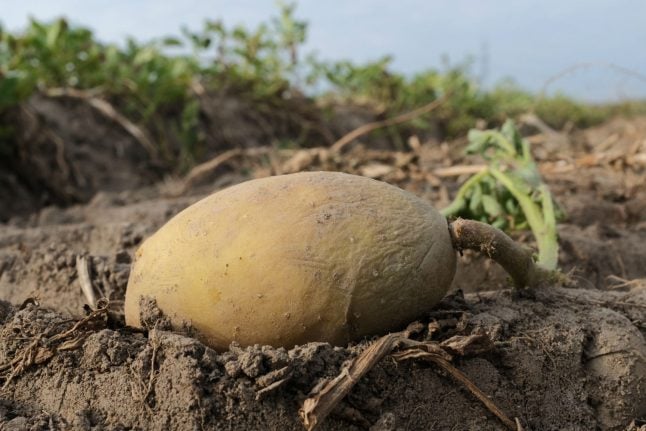 German potato prices set to spike due to drought