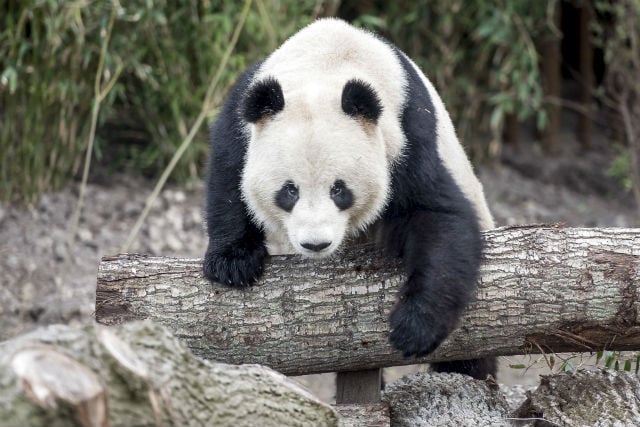 Copenhagen Zoo cut Taiwan from panda map to please China