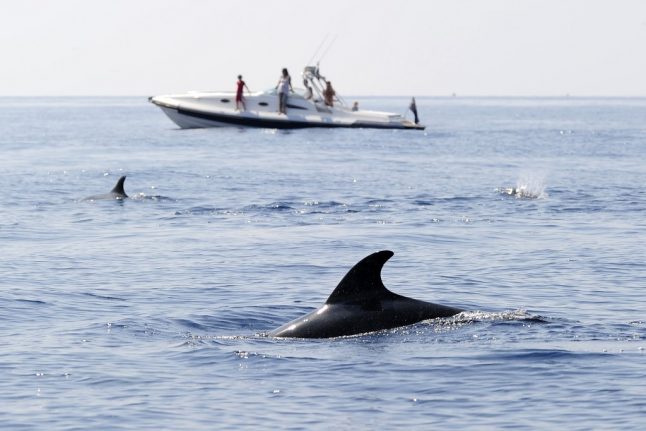 What's causing the mystery deaths of dolphins and whales off Italy's coast?