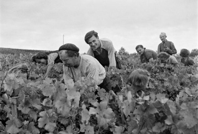 Vendange: What you really sign up for when you agree to help with the French wine harvest
