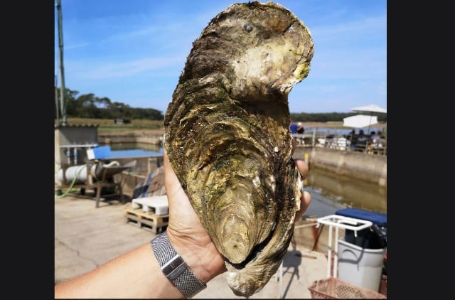 How Georgette the giant French oyster escaped the dinner table