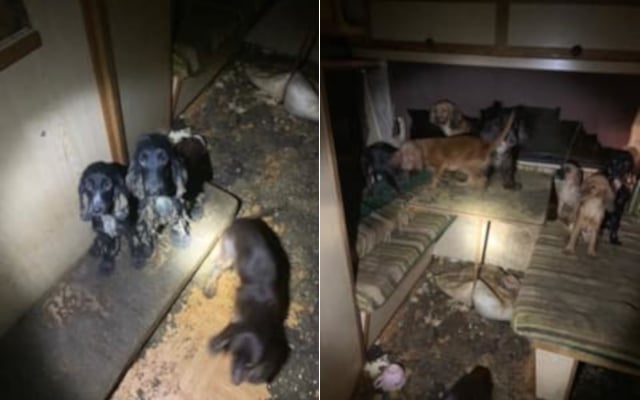 Shock as almost 80 dogs found living in 'neglect and misery' in northern Sweden