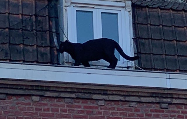 Photo of the Day: The mystery of the black panther in northern France