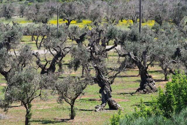 Deadly disease has spread to olive trees in France