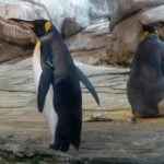 Same-sex penguin couple fails to hatch egg in Berlin